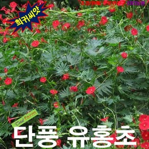 (희귀씨앗) 단풍잎유홍초 5립, 1개