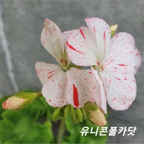 유니콘폴카닷 유럽제라늄, 1개