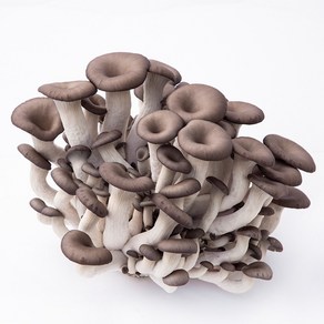 국내산 고기맛나는 느타리버섯 mushroom