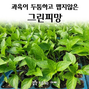 [모종심는아빠] 과육이 두툼하고 맵지않은 그린피망 모종, 3개, 모종