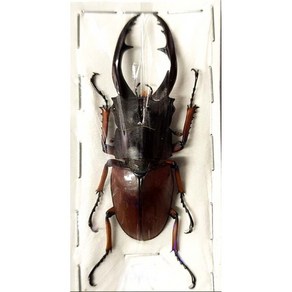 (Posopocoilus astacoides) 아스타코이데스톱사슴벌레 [L-9-17] 곤충표본, 50~54mm, 1개