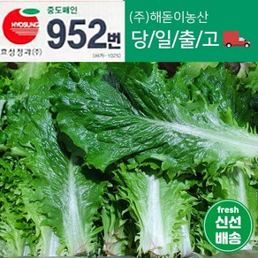 해돋이농산 국내산 청로메인 2kg