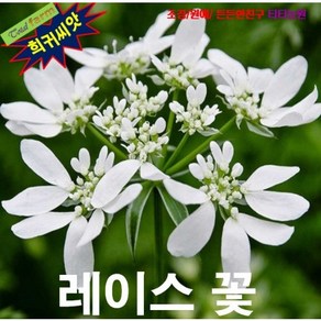 (희귀씨앗) 오를라야 (레이스꽃 Orlaya grandifolia) 5립