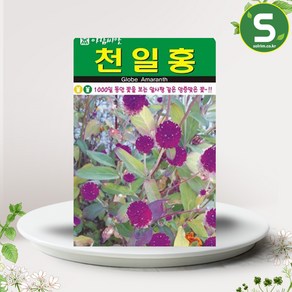 솔림텃밭몰 천일홍씨앗 100립 천일홍 꽃씨앗 꽃씨 장식용 부케용