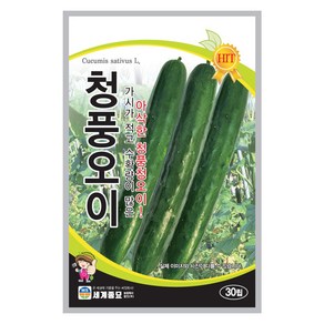 청풍오이 30립 / 씨앗 종자 텃밭키우기 채소키우기, 1개