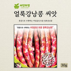 세계종묘 얼룩강낭콩 씨앗 30g, 1개