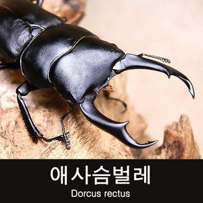 (초보사육용)애사슴벌레 수컷 35~39mm, 1개