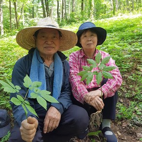 우리땅장뇌삼 장뇌삼 산양삼 7년근 10뿌리 자연산삼 자연산 산삼, 1개, 단품