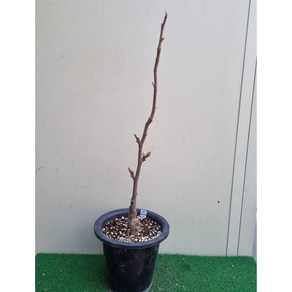 [다온야생화] C2337 썬라이즈목련 (20cm) [동일품], 1개