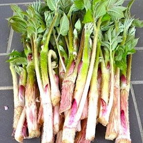 [특품선별] 제철봄나물 국내산 두릅 땅두릅, 1박스, 1kg