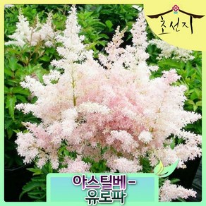 [초선지] 노루오줌 아스틸베 유로파 6치 분홍, 1개