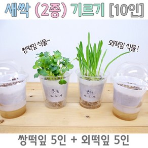 새싹(2종) 기르기 (10인)R