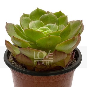[꽃사랑식물나라] 할로윈 에오니움속 캐시미어바이올렛 썬더볼 다육 공기정화식물, 1개