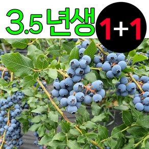 블루베리 묘목 3.5년생 1+1 [피트모스/영양제 증정], 3.5년생 묘목 1+1, 1개