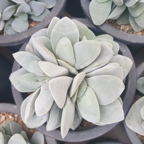 [수암다육] 모건뷰티 랜덤발송 Crassula 'Morgan's Beauty' 랜덤발송 다육 다육이 다육식물 514 여천회