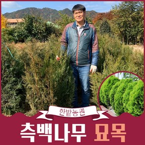 측백나무 묘목 1m 1m20 1m50 울타리목 조경수 상록수 정원수 화단꾸미기, 1개