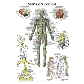 노 브랜드 신경 시스템 해부학 포스터 라미네이트 자율 신경계 및 뇌 차트, no fame