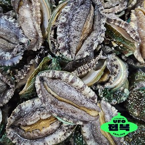 UFO전복 국내산 완도 활전복 1KG 12-13미, 500G(20-21미), 1개