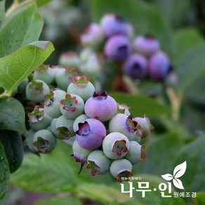 [나무인] 블루베리 블루칩품종 결실주, 1개