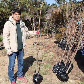 자두나무 묘목 결실주 3년생 4년생 5년생 결실주 왕자두 바이오체리 추희 호무샤