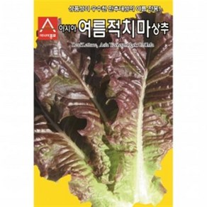 아시아종묘 씨앗 상추 여름적치마 3000립, 6만립, 1개