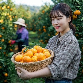 제주 제철의맛 고당도 효돈 감귤 5kg 10kg 가정용