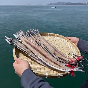 반건조 국산 손질 갈치포 20미 40cm내외 건갈치 손질갈치 국산갈치 칼치포, 1개