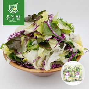 의령농산 유알팜 당일채소 당일제조 당일발송 샐러드1kg 골라담기 9종, 02_파프리카 믹스 샐러드 1kg, 1개