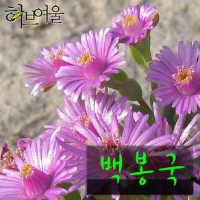 [허브여울다육] 백봉국(백봉구) 지름 9cm 소품 다육화분, 1개