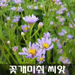 [해피플라워] 야생화 개미취 꽃개미취 벌개미취 씨앗 300립(품종선택 옵션) / 봄 여름 가을 파종 꽃씨, 1개