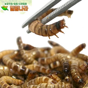 밀웜나라 살아있는 슈퍼밀웜 4~5cm(대) 100마리(1팩)+안전포장, 50g, 1팩