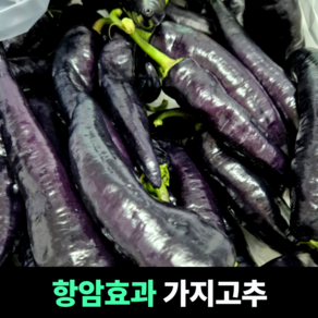 [항암효과] 가지고추 아삭한식감 맵지않은고추 고혈압 합병증예방 미인보라고추 보라고추 오이고추, 1개, 500g