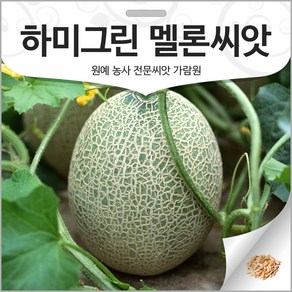 하미그린 멜론 씨앗 멜론씨 메론 종자 참외 씨 10알, 1개