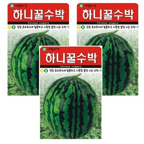 하니 꿀 수박 씨앗 종자, 3개