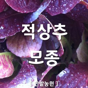 채소 모종 ~ 각종 묘종. 베란다 텃밭 세트 공기정화식물 허브 씨앗 채소모종 ~