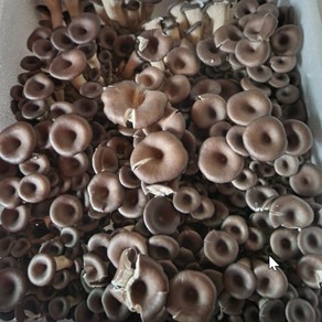 [산지직송] 국내산 싱싱한 느타리버섯 4kg 2kg대용량 업소용 식당용 급식용 버섯 mushoom, 1개, 2kg