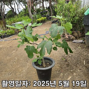 착한가격 나무생각 / 무화과나무 / 승정도후인 / 4년생 / 결실주, 1개