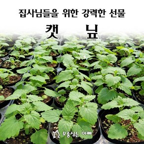 [모종심는아빠] 집사님들을 위한 강력한 선물 캣닢모종 컵포트