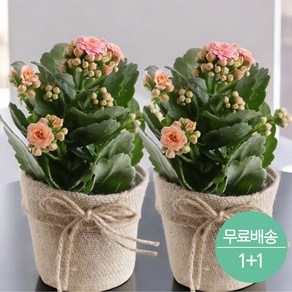 로사드블랑 칼랑코에 카랑코에 칼란디바 꽃화분, 1개, 핑크 1+1