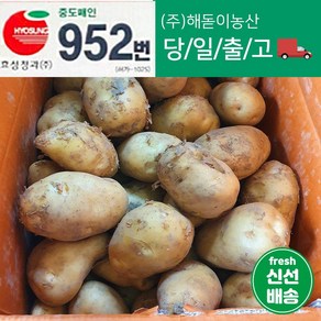 해돋이농산 국내산 강원도감자 햇감자 수미감자 특 3kg 5kg 10kg, 1개