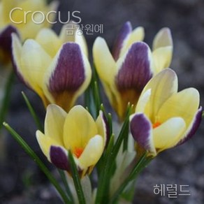 크로커스 샤프란(Crocus saffron) 추식 구근 헤럴드(1set-5구)