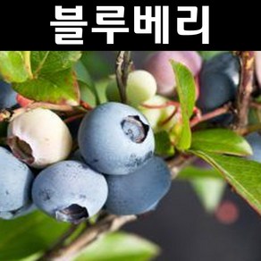 블루베리나무 묘목(레가시) 7치화분 결실주 1개