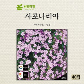 사포나리아 바위비누풀 씨앗 40립, 1개