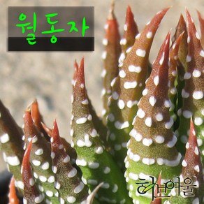 [허브여울다육] 월동자 지름 9cm 소품 (상토와 마사만 사용한 건강한다육), 3개