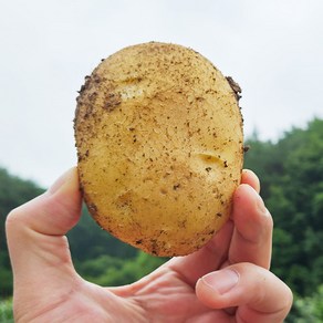 포슬포슬 햇 두백감자, 1박스, 중 1kg