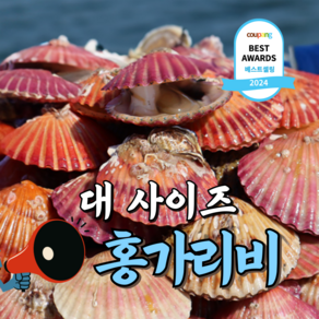 [큰사이즈] 통영 제철 홍가리비