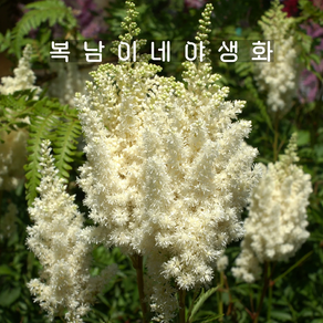 아스틸베 바이세글로리아 [1포트 복남이네야생화 모종 습한땅 반그늘 노루오줌 astilbe], 1개