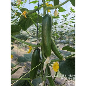 [당일수확/산지직송] 스낵오이 여주 미니오이 2kg, 1개, 글로리아2kg