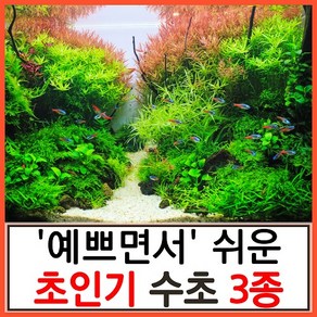 수초하우스) 예쁘면서도 쉬운 초인기 수초 3종 세트, 1세트(총17줄기), 1개