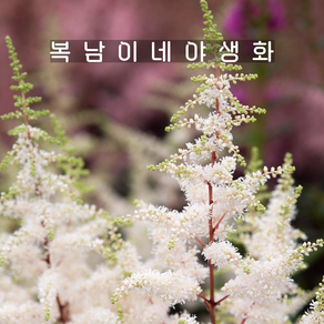 아스틸베 엘리 [1포트 복남이네야생화 모종 습한땅 반그늘 노루오줌 astilbe], 1개